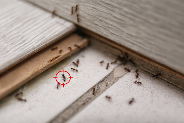 Reliable Munford, AL Pest Control Solutions