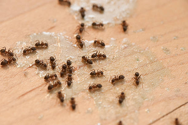 Best Emergency Pest Control  in Munford, AL