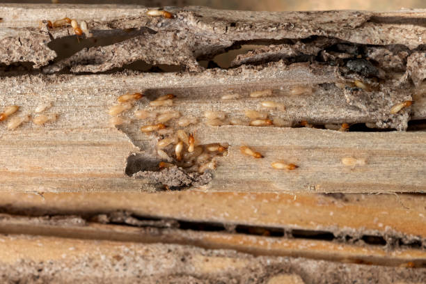 Best Wasp Removal Services  in Munford, AL